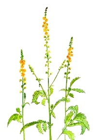 Esence 1 Agrimony (Řepík lékařský)