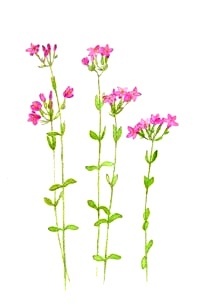 Esence 4: Centaury (Zeměžluč)