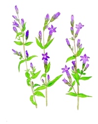 Esence 12: Gentian (Hořec podzimní)