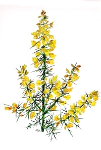 Esence 13: Gorse (Hlodaš)