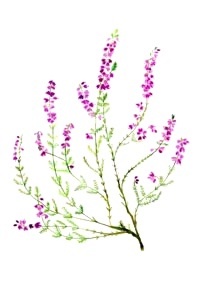 Esence 14: Heather (Skotský vřes)