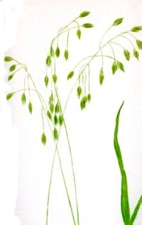 Esence 36: Wild Oat (Sveřep větevnatý)